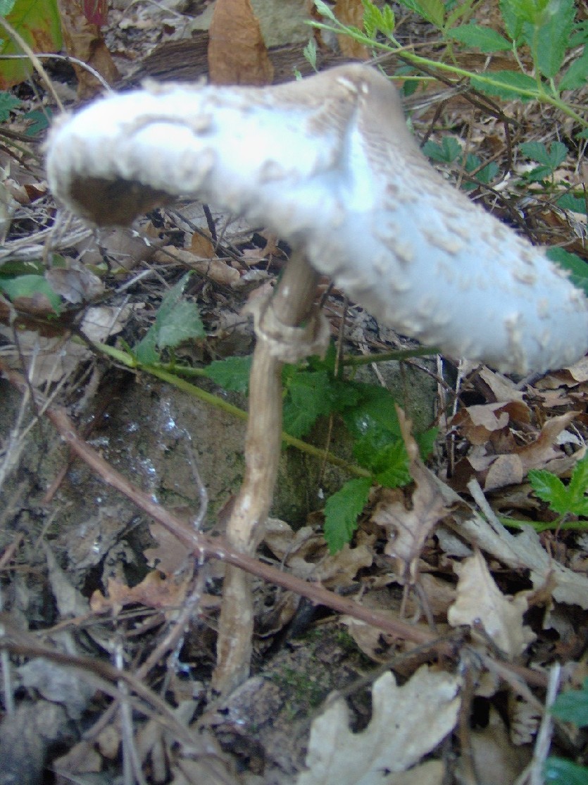 fungo 